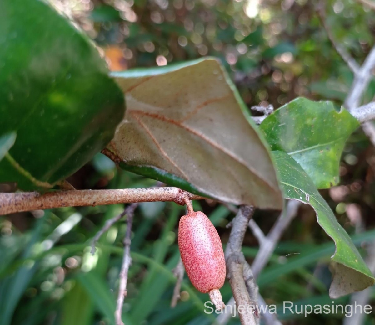 Elaeagnus latifolia L.